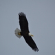 Bald Eagle Watching 12-29-148